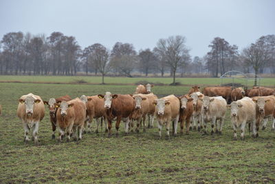 Horses in a field