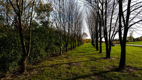 Footpath passing through forest