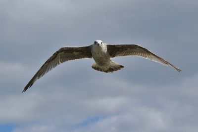 Low angle view of seagull flying against sky