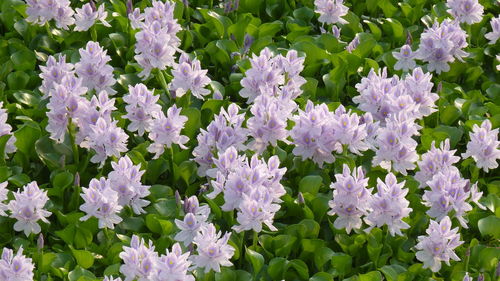 Close-up of purple flowering plants