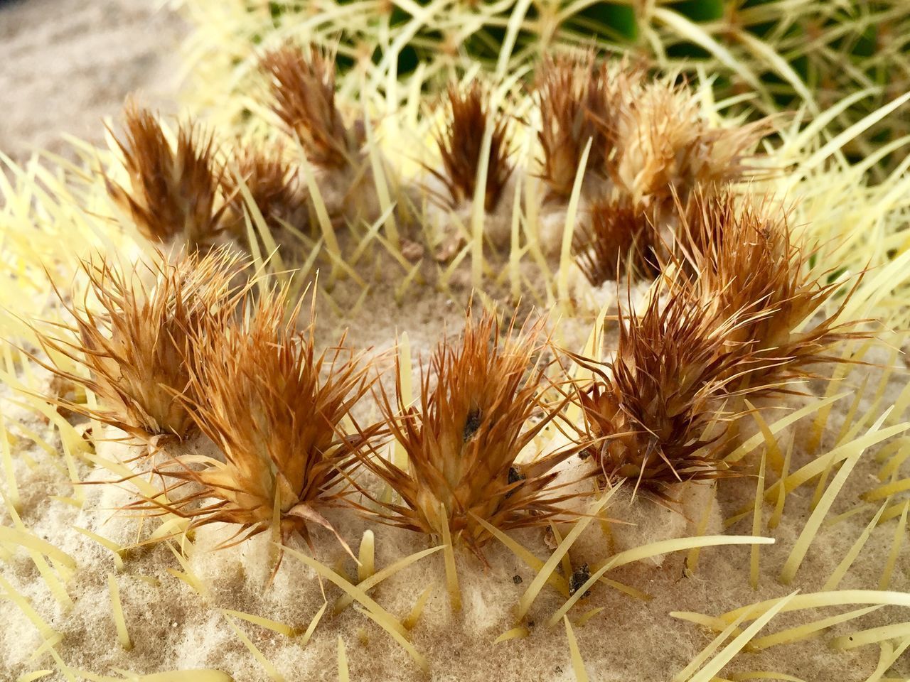 CLOSE-UP OF DRIED PLANT GROWING ON FIELD