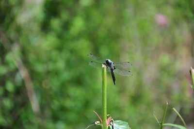 Close-up of dragonfly perching on plant