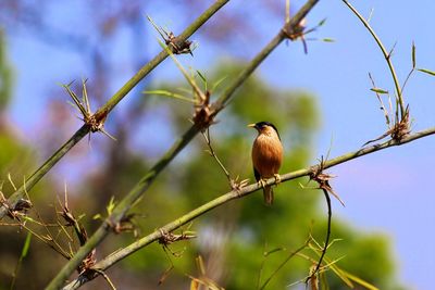 Bird perching on branch