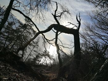 Low angle view of bare trees against sky