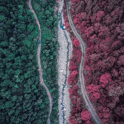 High angle view of road amidst trees