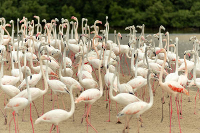 View of birds on field