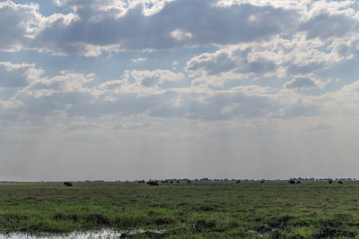 Scenic view of field against sky