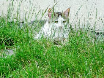 Grass in water