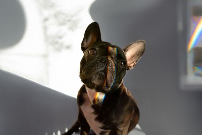 Close-up of a french bulldog dog with rainbow colors looking away