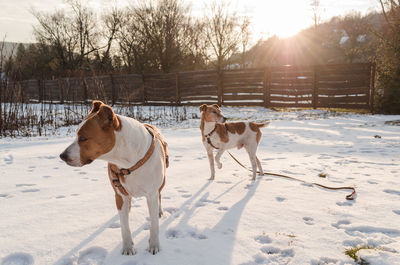 Dog on field during winter