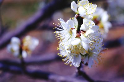 Close-up of white cherry blossom