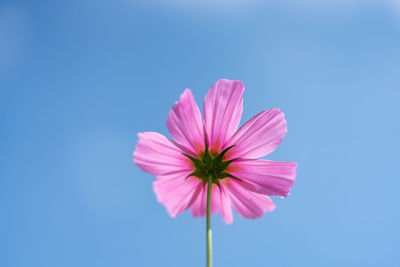 Close-up of pink cosmos flower against blue sky