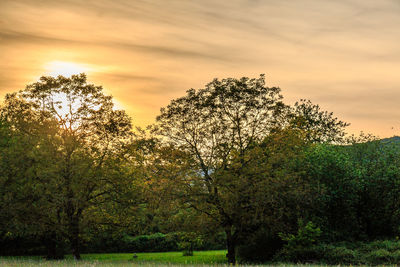 Scenic view of field against sky at sunset