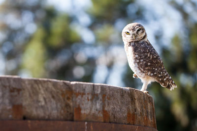 Close-up of owl perching on branch
