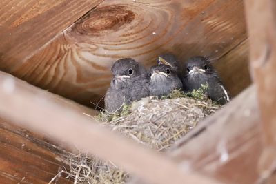 High angle view of birds in nest