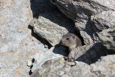 High angle view of squirrel on rock