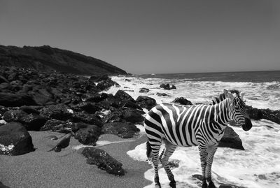 Zebra standing on beach against clear sky