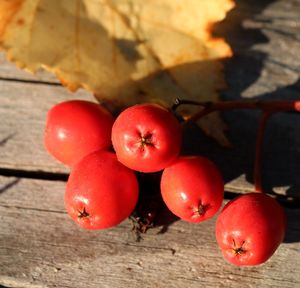 Close-up of tomatoes