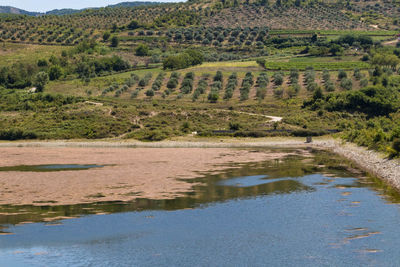 Scenic view of river amidst trees