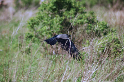 Close-up of eagle on field