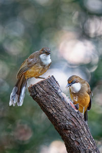 Close-up of bird perching on tree