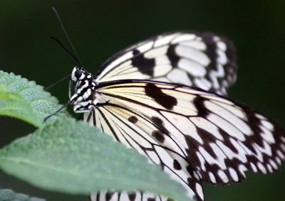 Close-up of butterfly on leaf