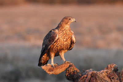 Close-up of owl perching on rock