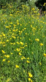 Close-up of yellow flowers blooming in field