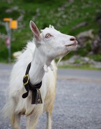 Close-up of a horse on the road