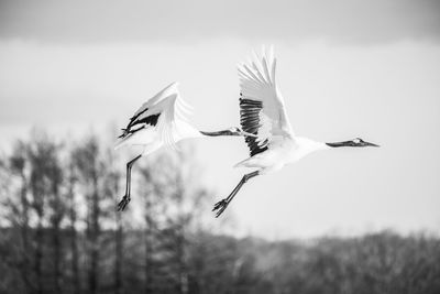 Red crowned crane