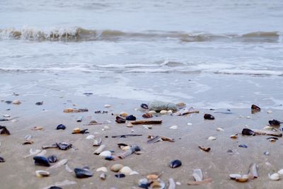 High angle view of seashells on shore
