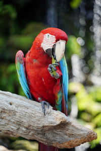 Close-up of parrot perching on branch