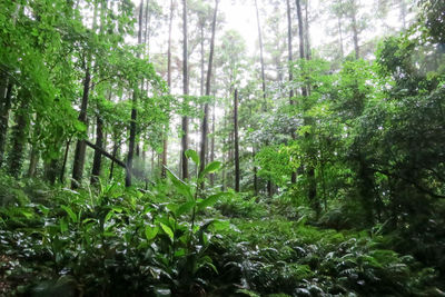 Trees in forest