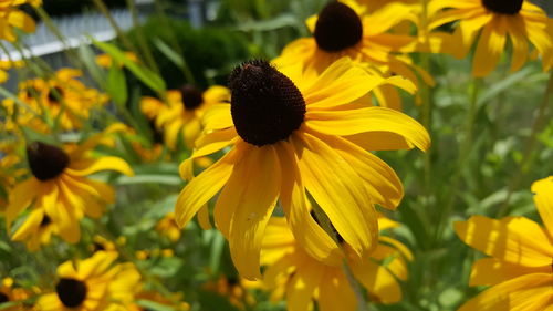 Close-up of yellow flower blooming outdoors