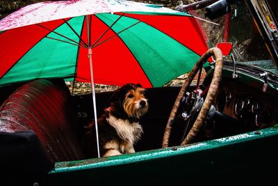 Dog sitting in car during monsoon