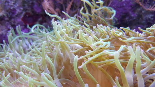 Close-up of coral in sea