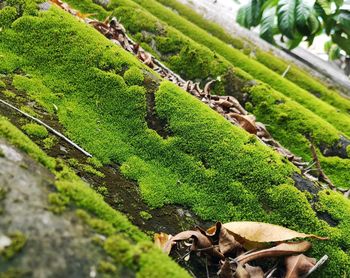 Close-up of lizard on tree