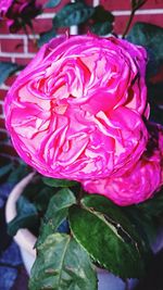 Close-up of pink flower blooming outdoors