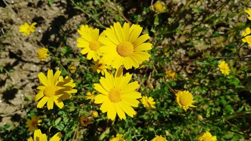 Close-up of yellow flowering plant on field