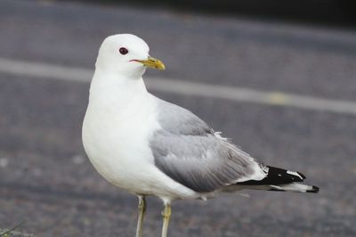 Close-up of seagull on footpath