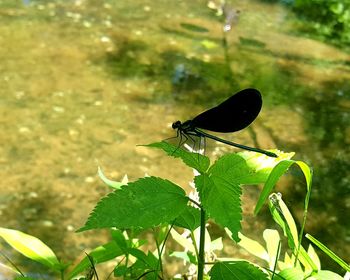 Close-up of butterfly perching on plant