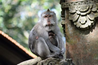 Portrait of monkey with infant on retaining wall