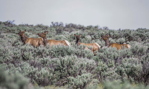 Four elk walking in a sagebrush background near clockum pass washington state usa