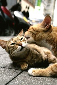 Cat resting on bed