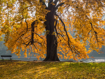 Trees in a park during autumn