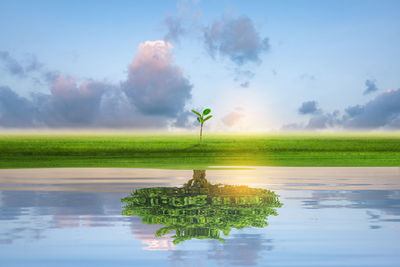 Green plant on field by lake against sky