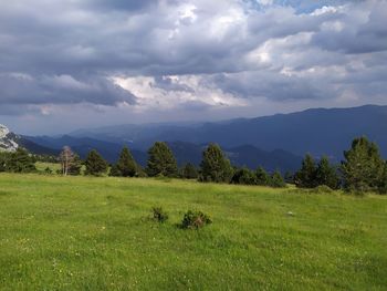 Scenic view of grassy field against sky