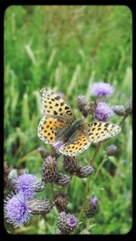 Close-up of butterfly on flower