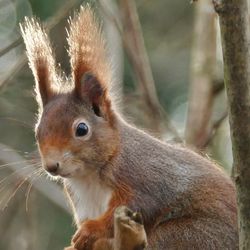 Close-up of squirrel