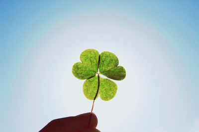 Close-up of leaf over white background